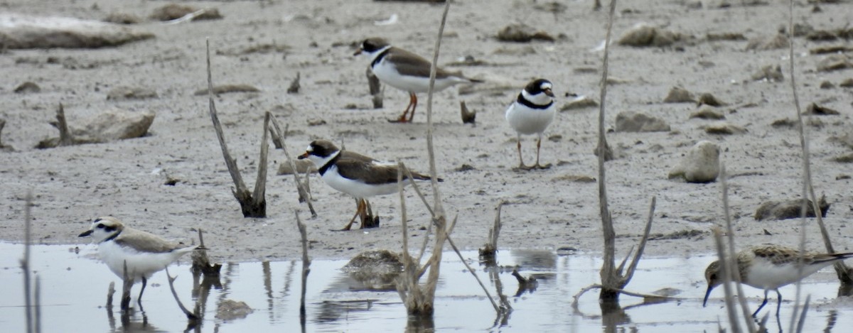 Semipalmated Plover - ML561421231