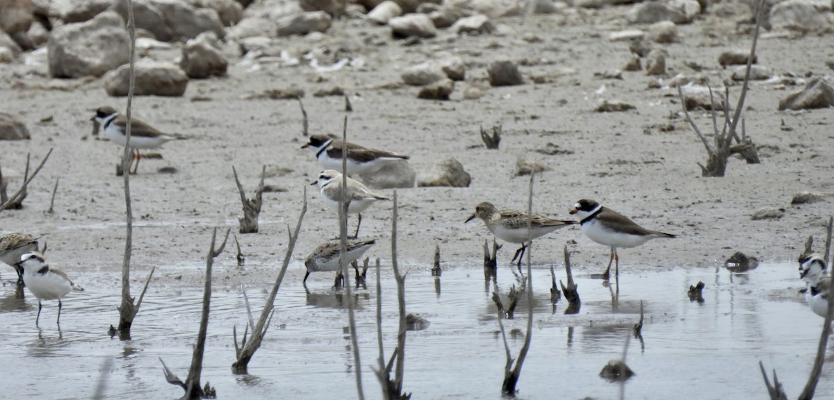 Semipalmated Plover - ML561421241