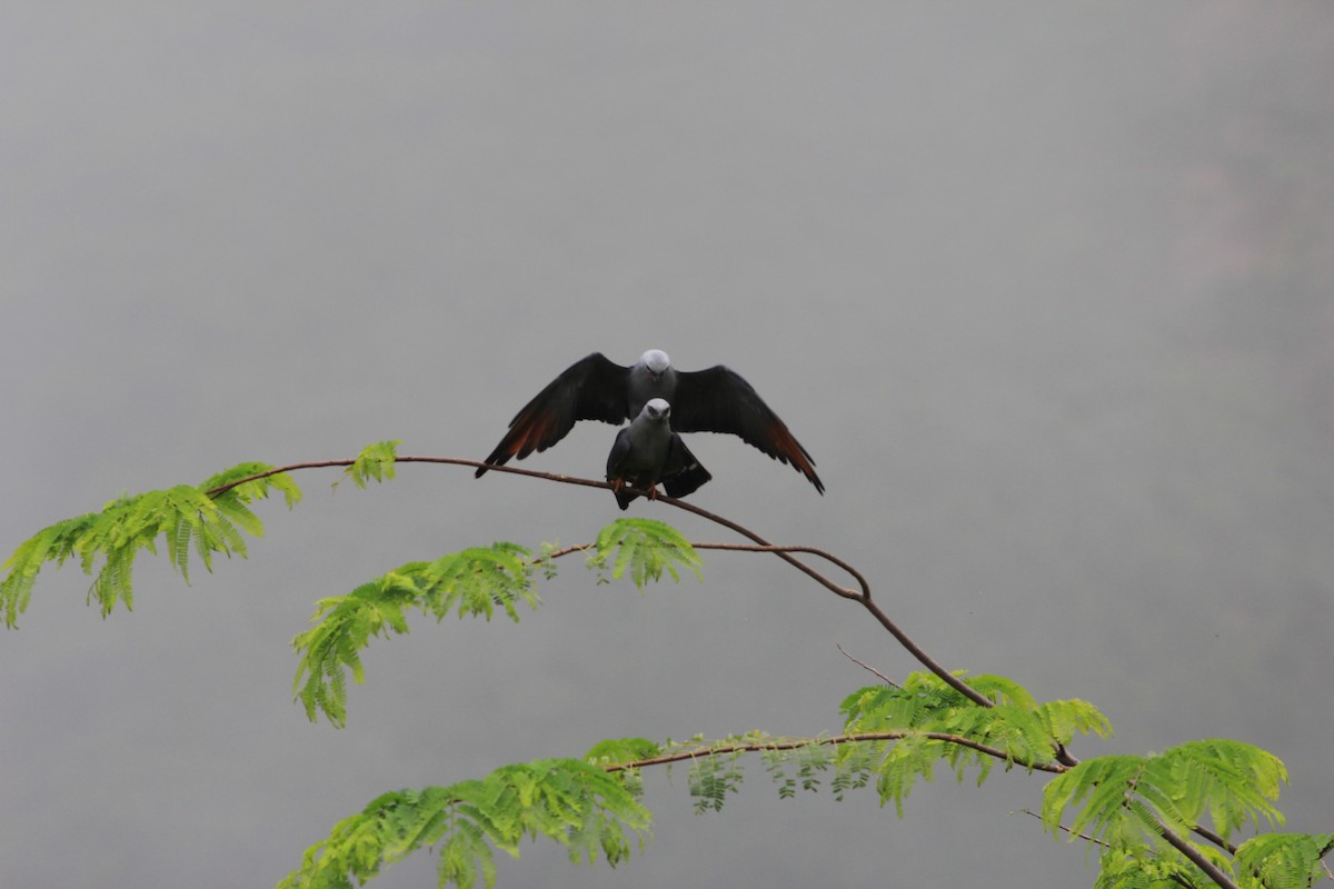 Plumbeous Kite - Thad Roller