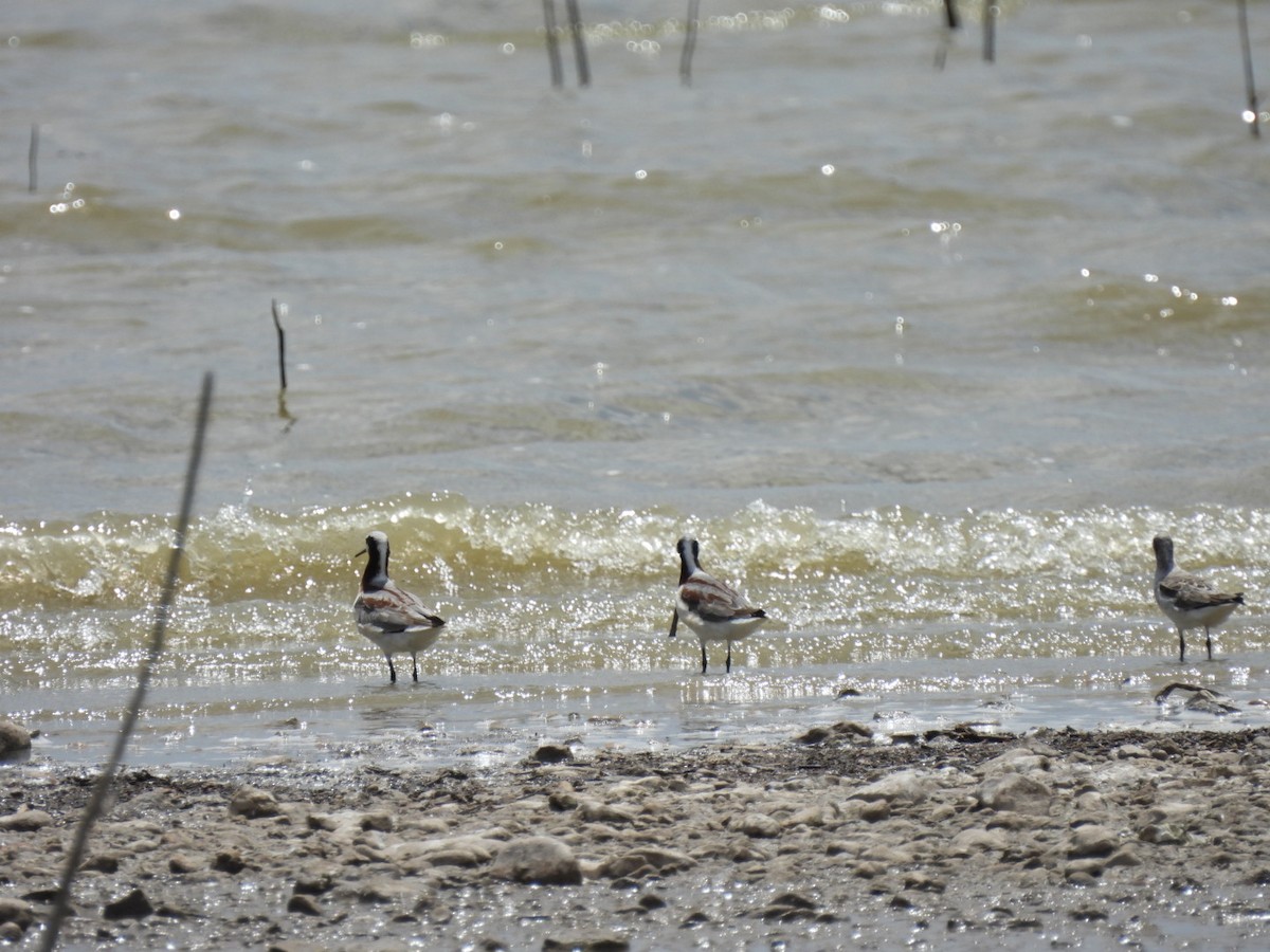 hvithalesvømmesnipe - ML561423361