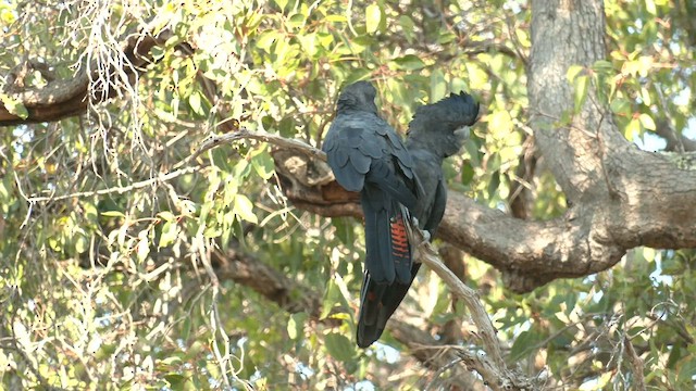 Red-tailed Black-Cockatoo - ML561427211