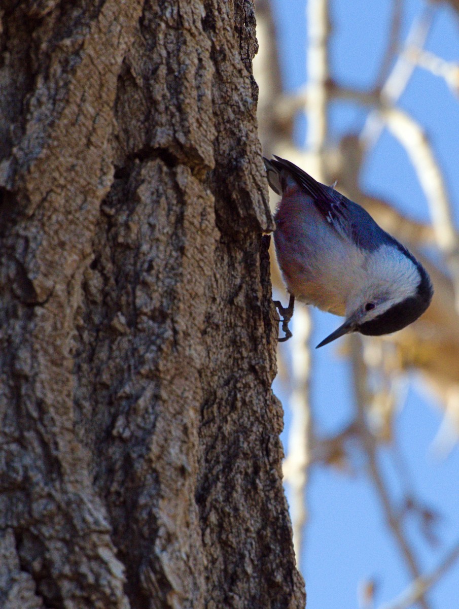White-breasted Nuthatch - ML561428491