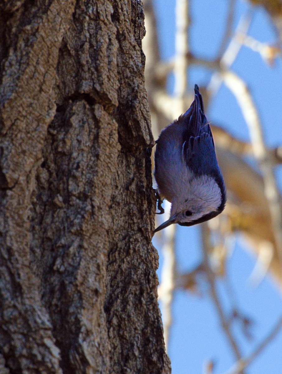 White-breasted Nuthatch - ML561428501