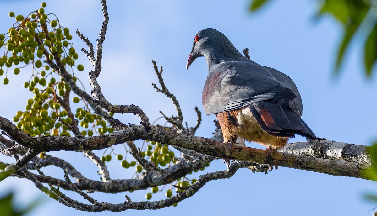 New Caledonian Imperial-Pigeon - David Barton