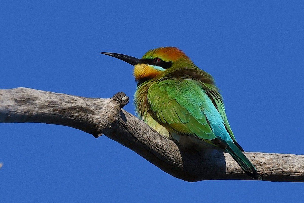 Rainbow Bee-eater - ML56143001