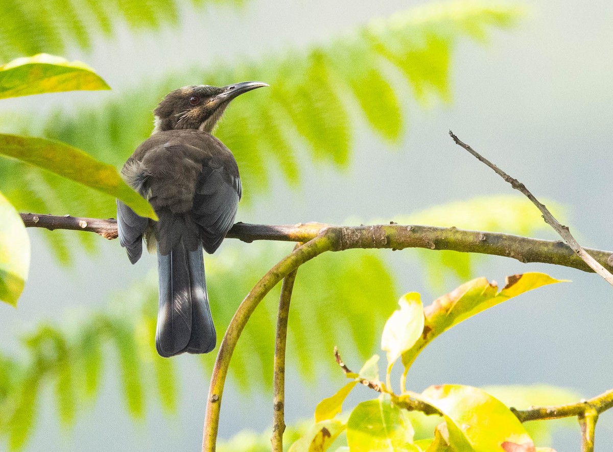 New Caledonian Friarbird - ML561430181