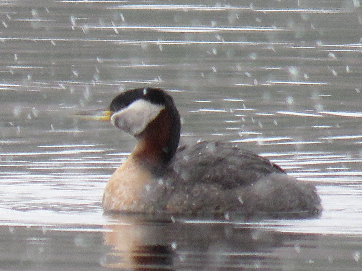 Red-necked Grebe - ML561431081