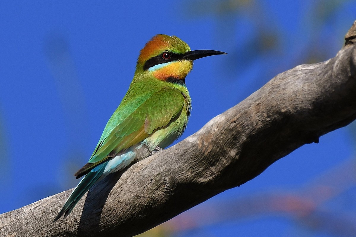 Rainbow Bee-eater - Terence Alexander