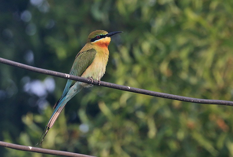 Blue-tailed Bee-eater - ML561432251