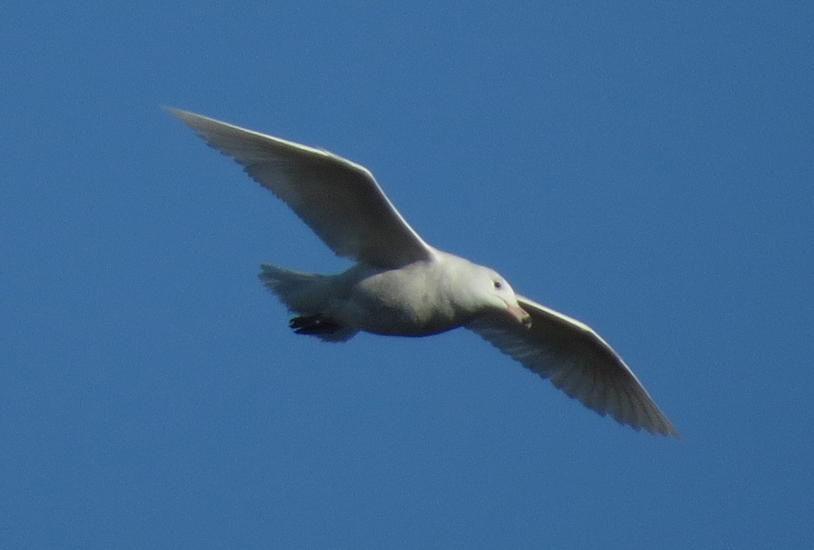 Glaucous Gull - Amy Lawes