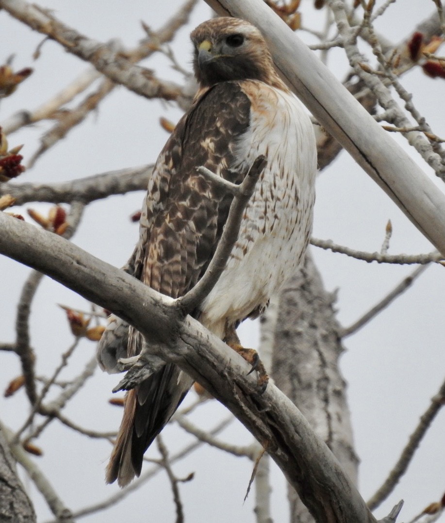 Red-tailed Hawk - ML561437981