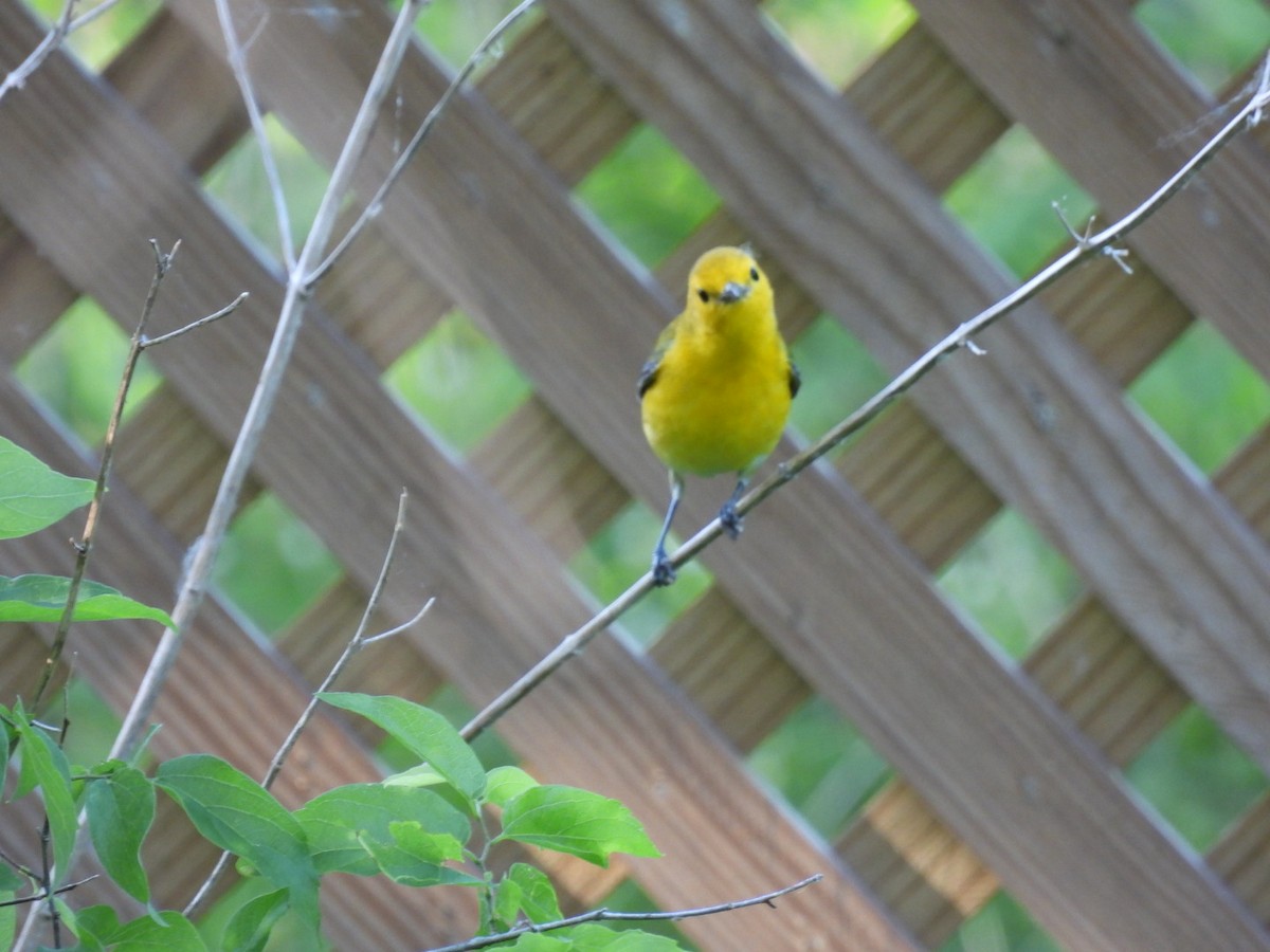 Prothonotary Warbler - ML561441351