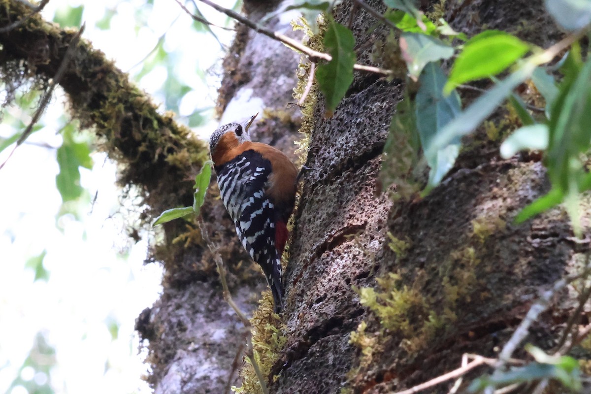 Rufous-bellied Woodpecker - ML561442071