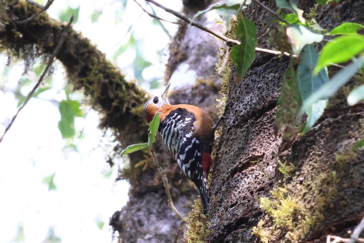 Rufous-bellied Woodpecker - ML561442181
