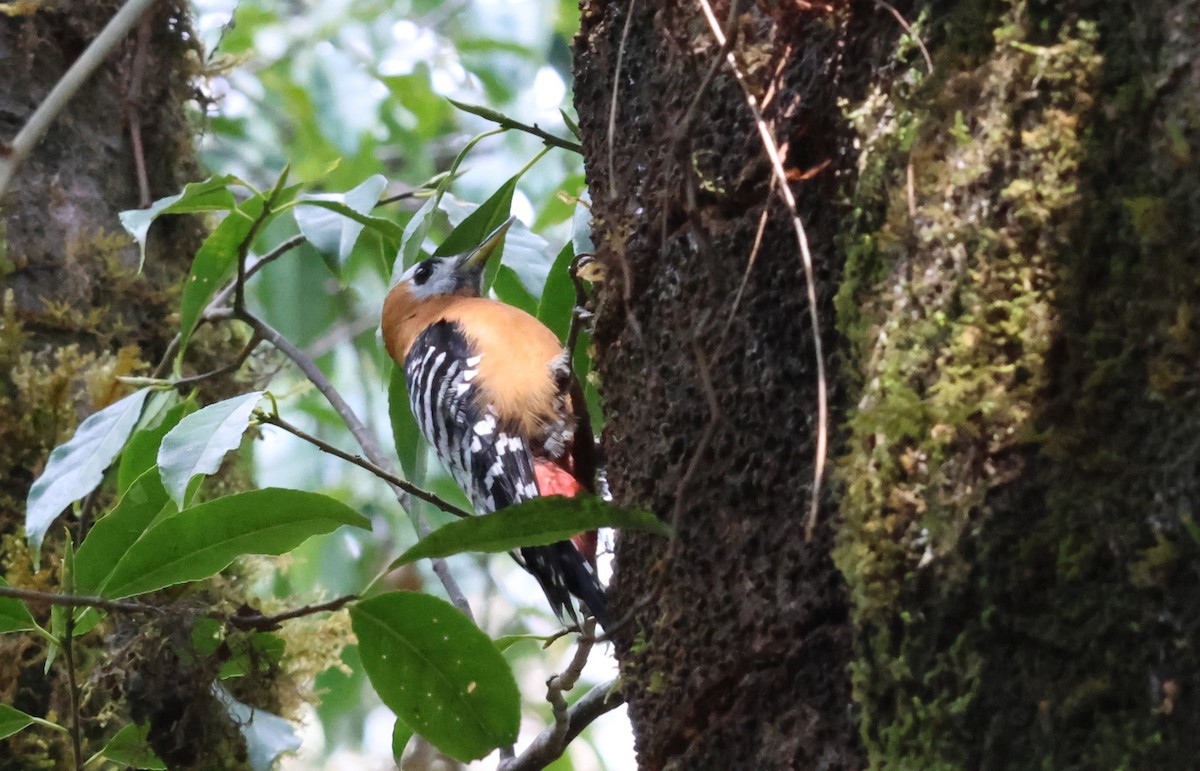 Rufous-bellied Woodpecker - ML561442261