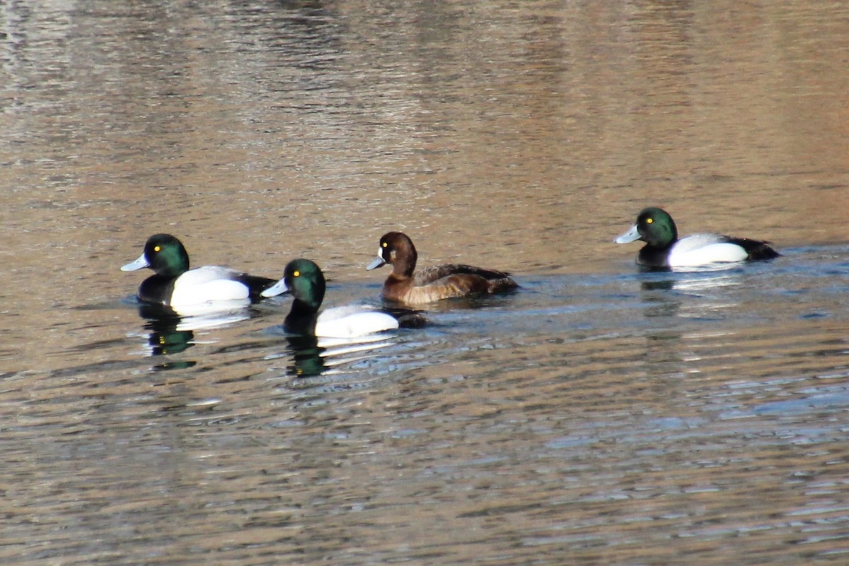 Greater Scaup - ML561451681