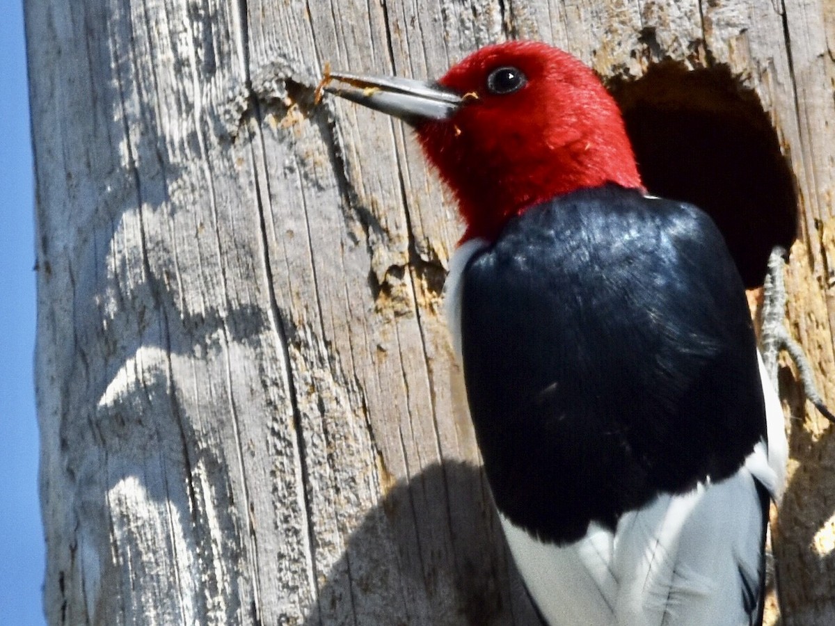 Red-headed Woodpecker - ML561451971