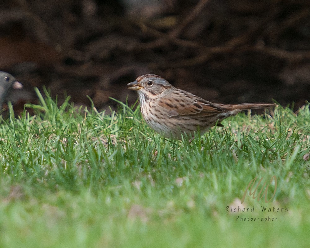 Lincoln's Sparrow - Anonymous