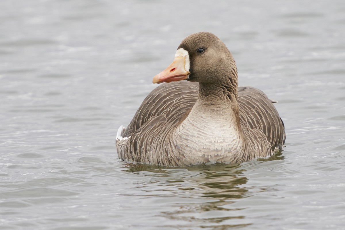 Greater White-fronted Goose - ML561454001