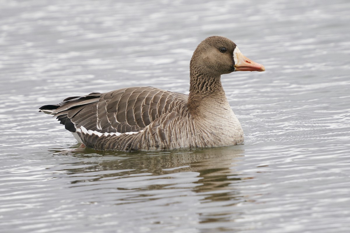 Greater White-fronted Goose - ML561454011