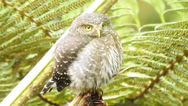 Andean Pygmy-Owl - ML561464221