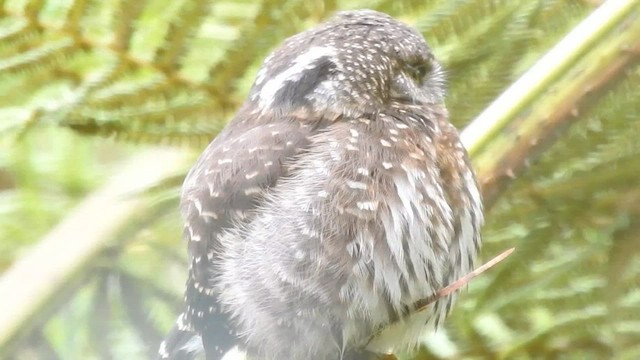 Andean Pygmy-Owl - ML561464261