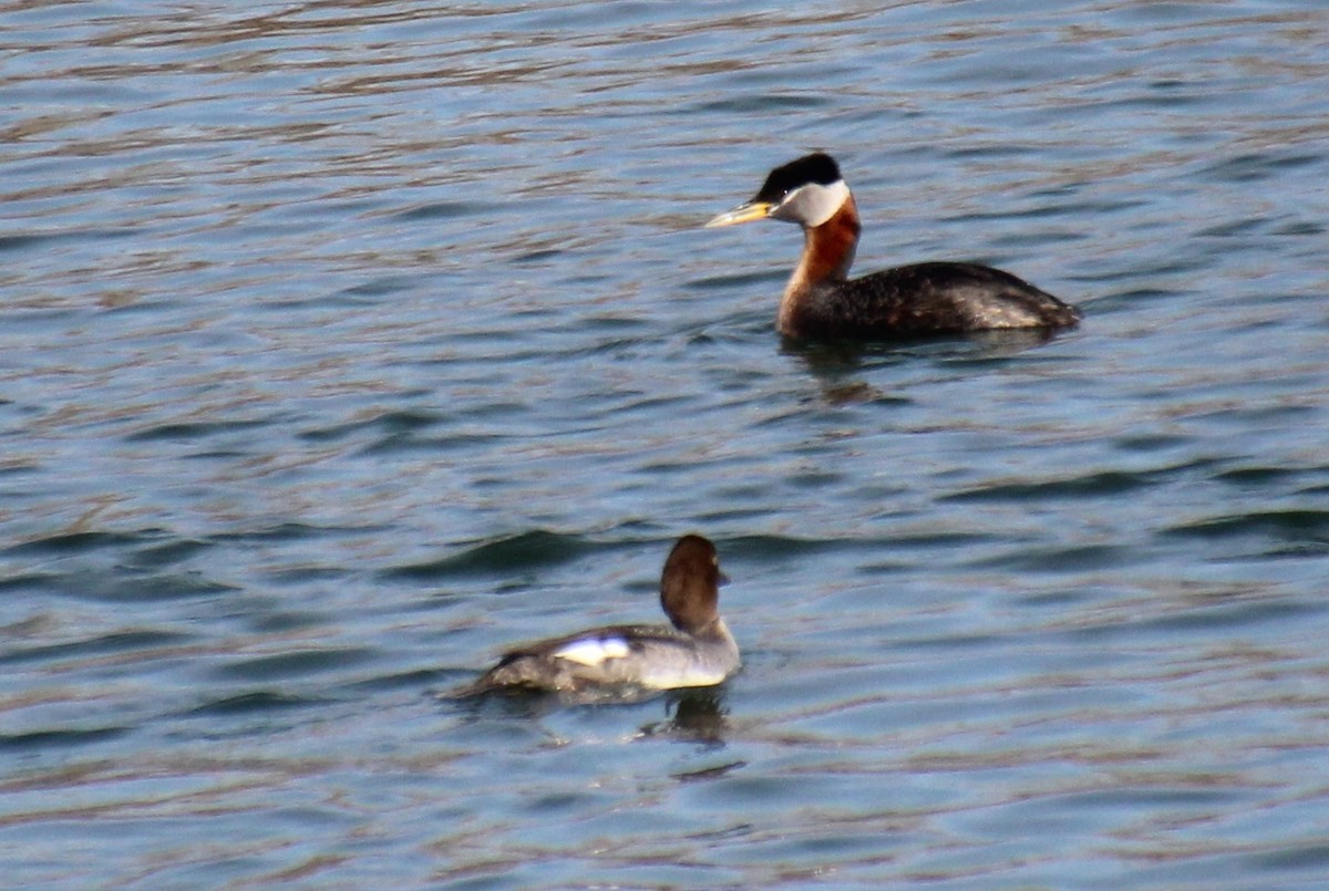 Red-necked Grebe - ML561464801