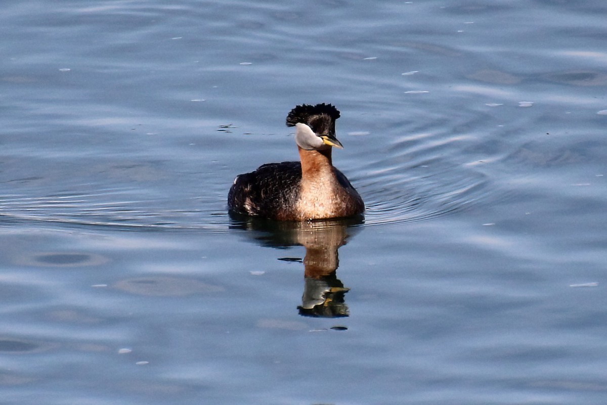 Red-necked Grebe - ML561464941