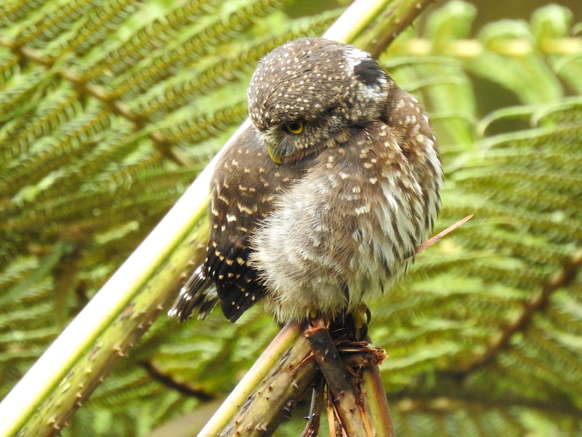 Andean Pygmy-Owl - ML561466121