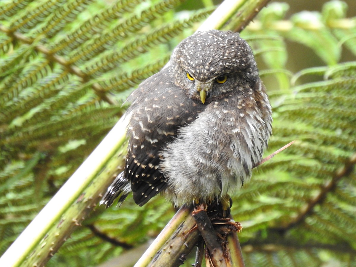 Andean Pygmy-Owl - Juan Carlos🦉 Crespo