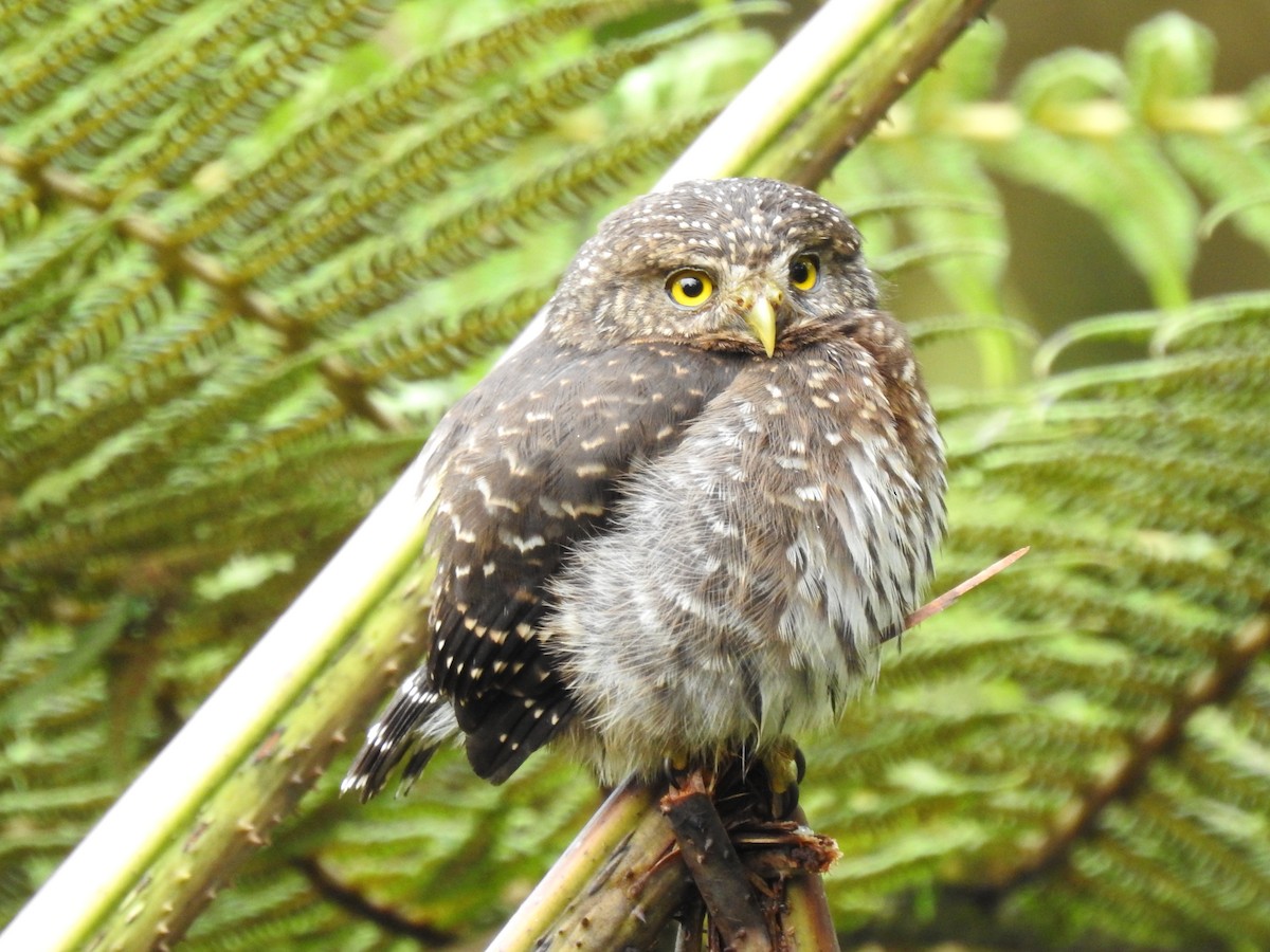 Andean Pygmy-Owl - ML561466161