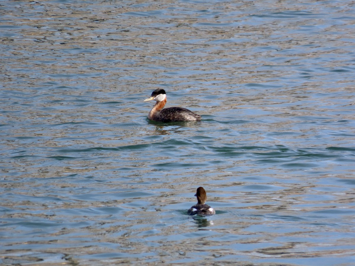 Red-necked Grebe - ML561466311