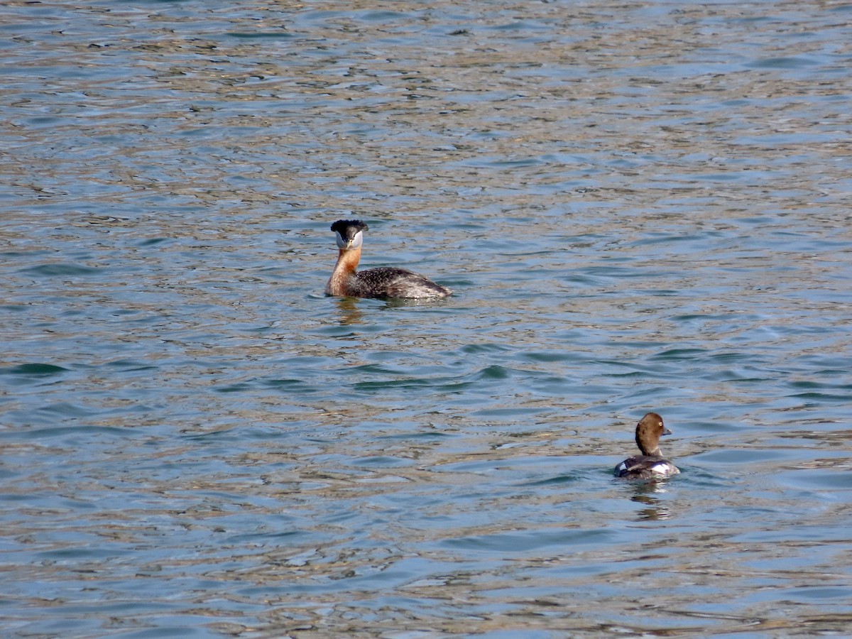 Red-necked Grebe - ML561466321