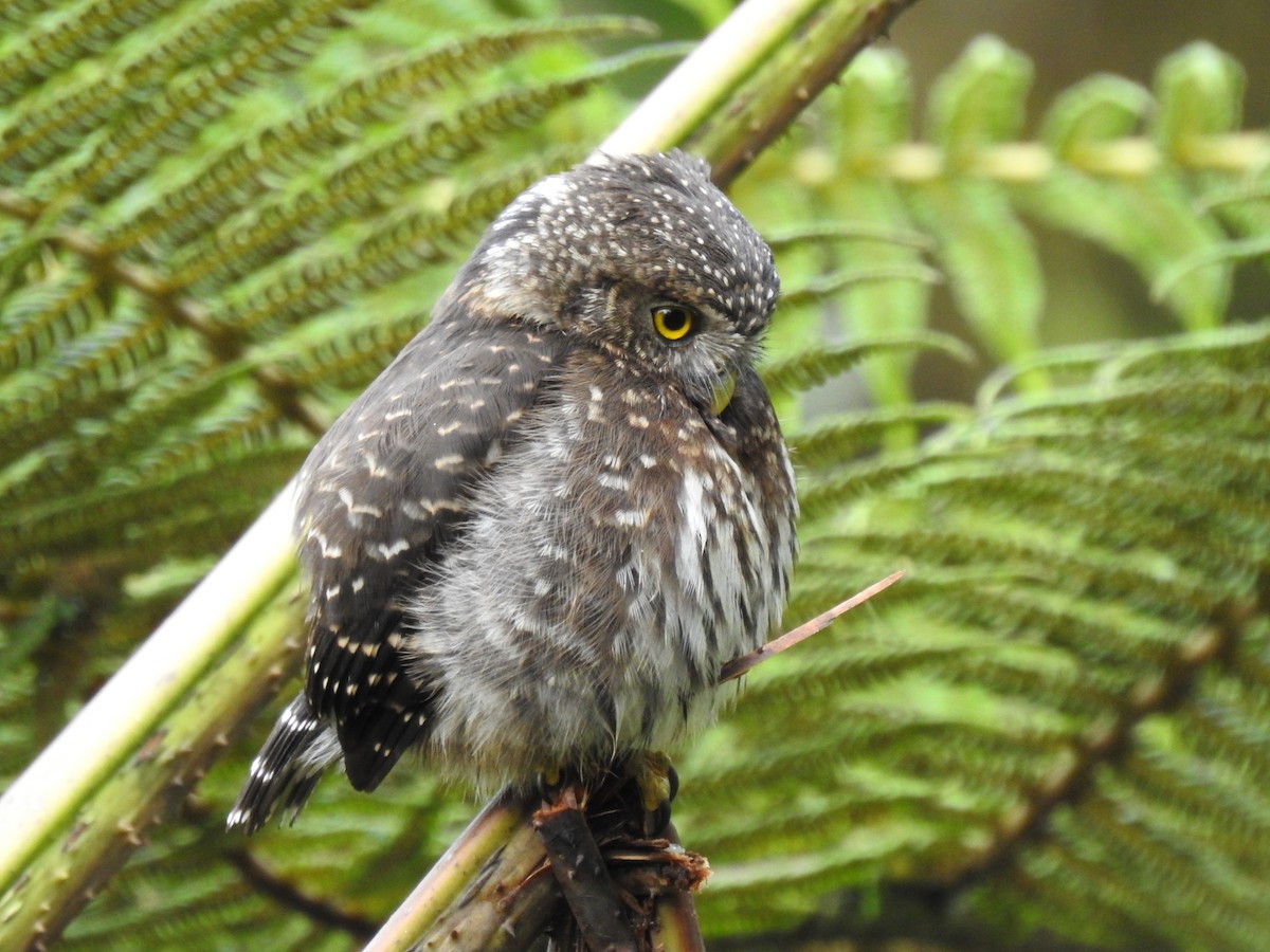 Andean Pygmy-Owl - Juan Carlos🦉 Crespo