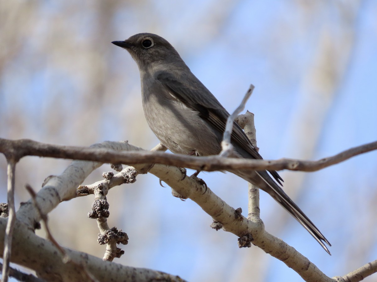 Townsend's Solitaire - ML561467421