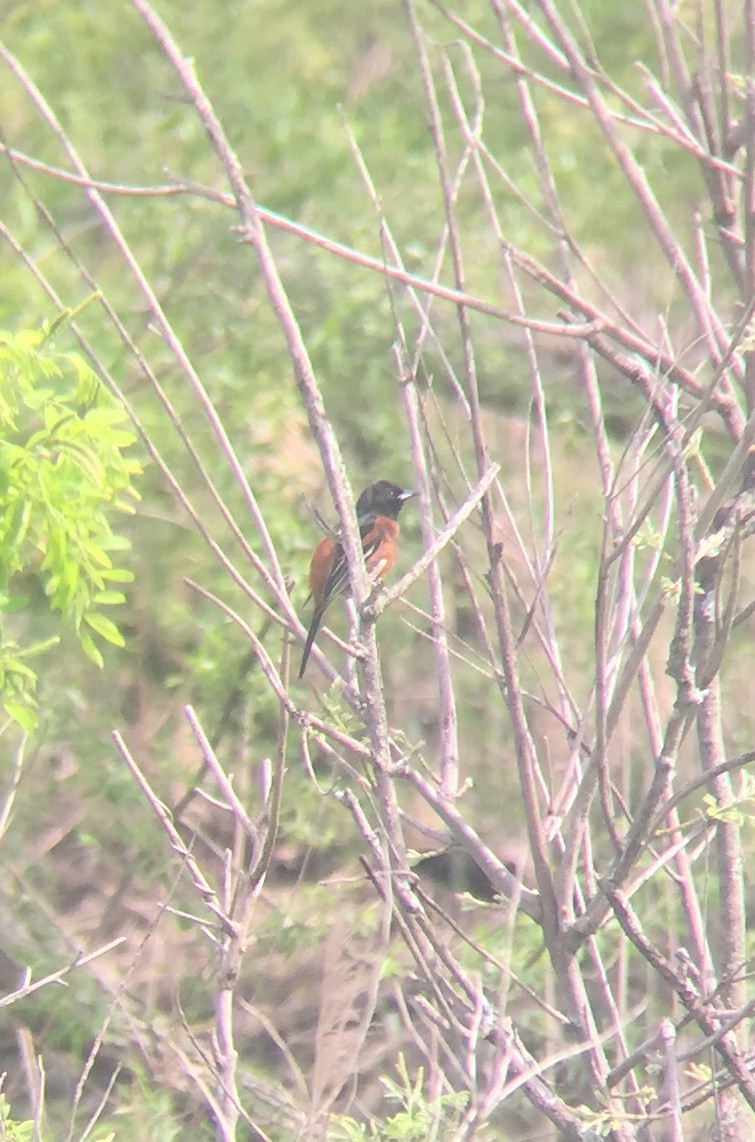 Orchard Oriole - ML56147051