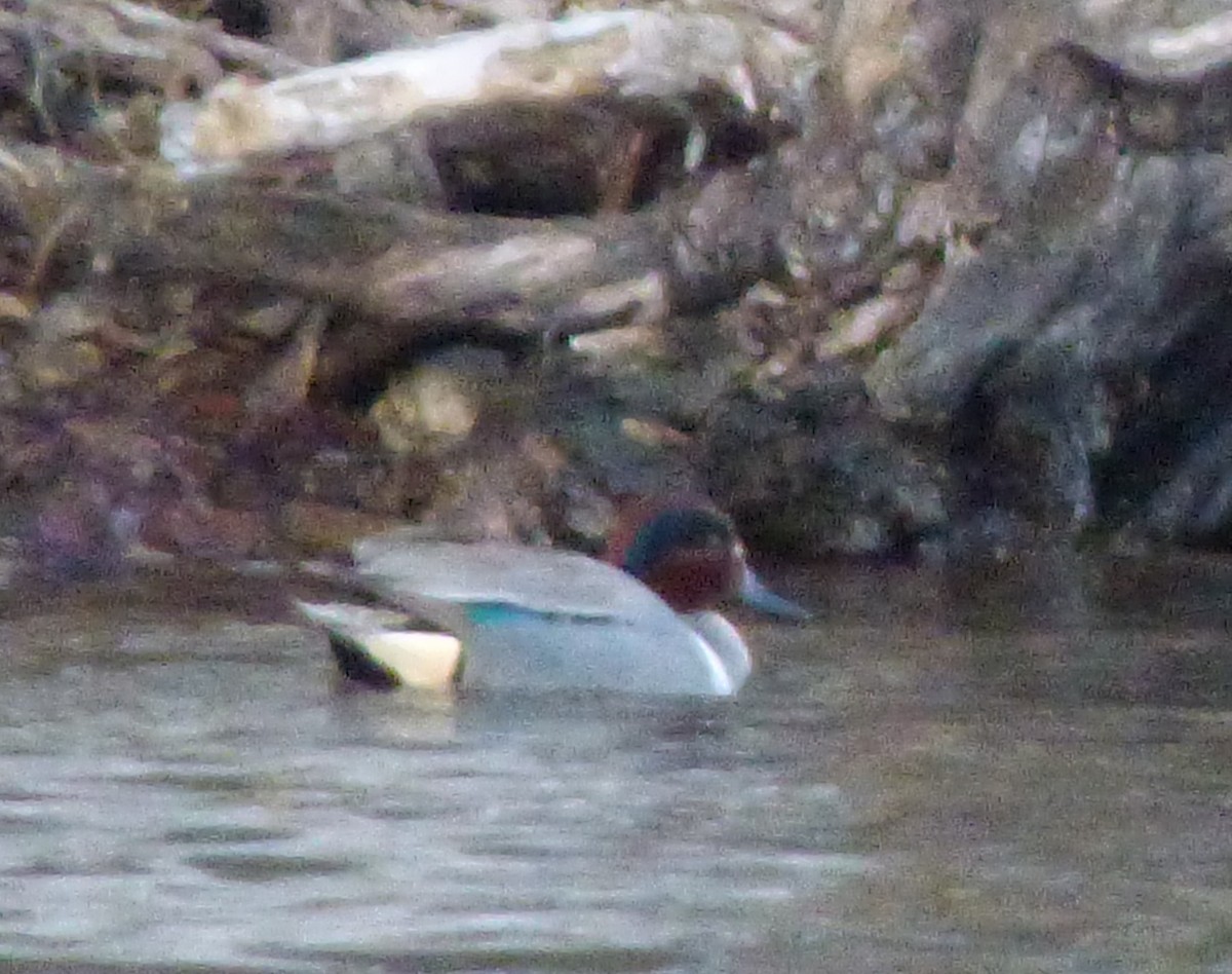 Green-winged Teal - ML561471371