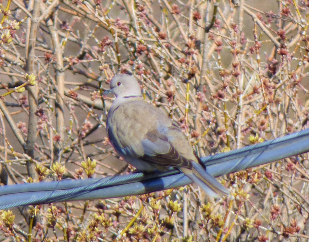 Eurasian Collared-Dove - ML561472101