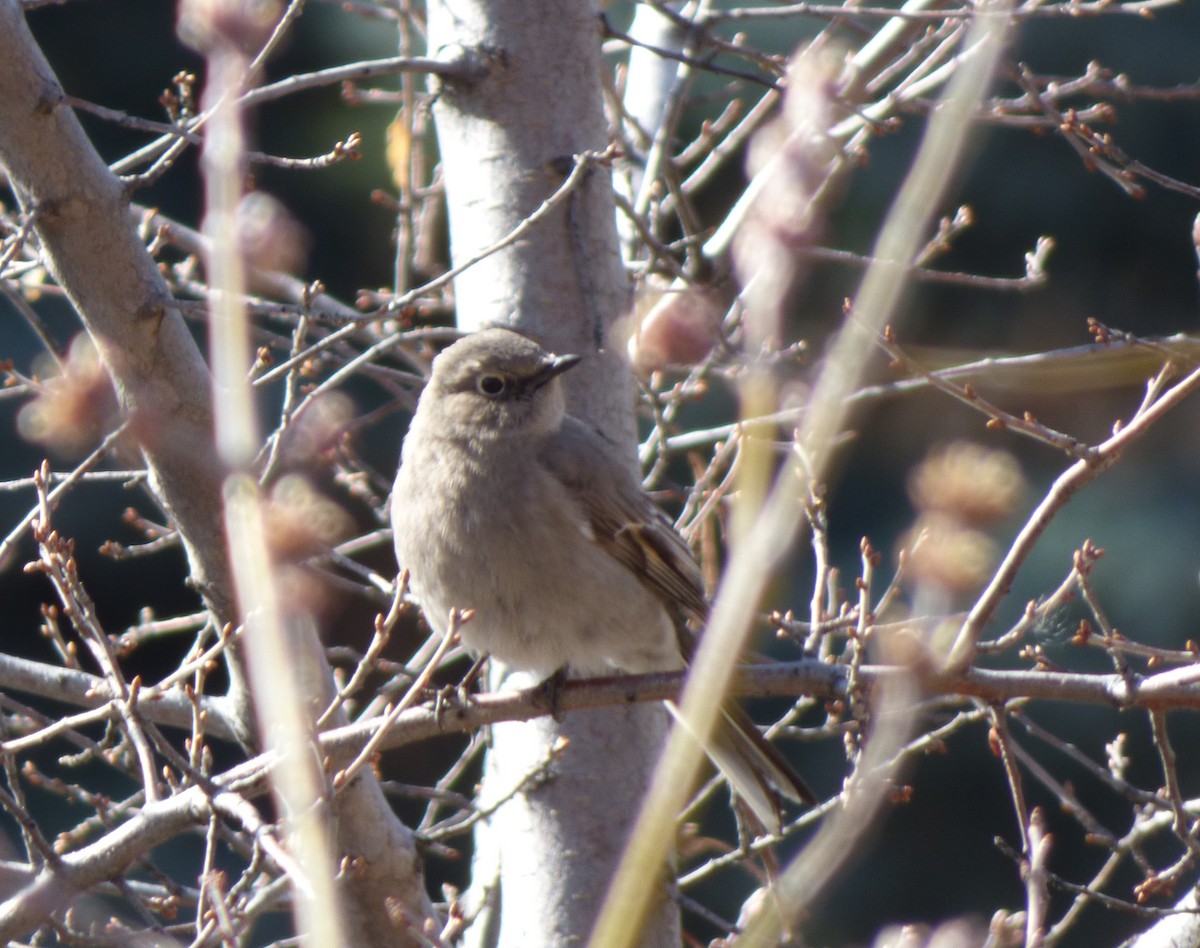 Townsend's Solitaire - ML561473271