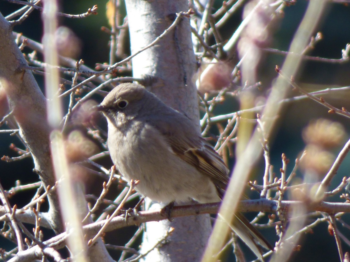Townsend's Solitaire - ML561473291