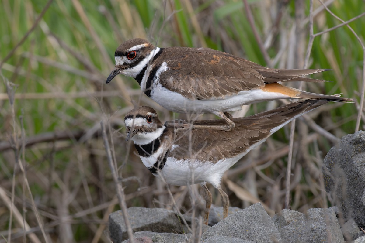 ML561474871 Killdeer Macaulay Library