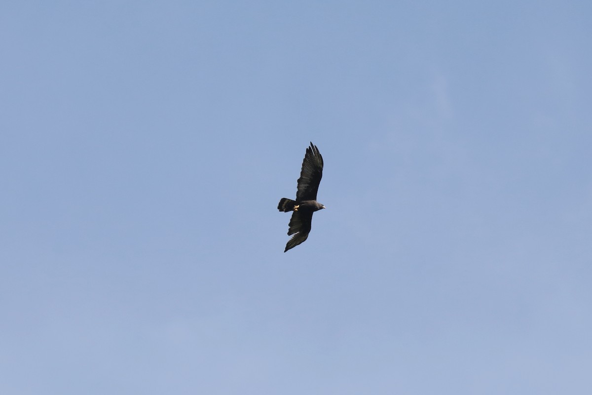 Zone-tailed Hawk - ML561476191