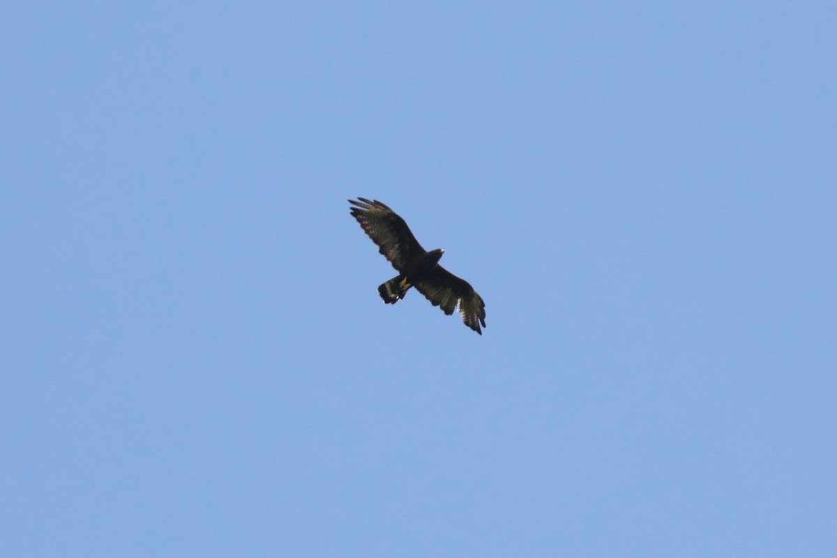 Zone-tailed Hawk - ML561476201