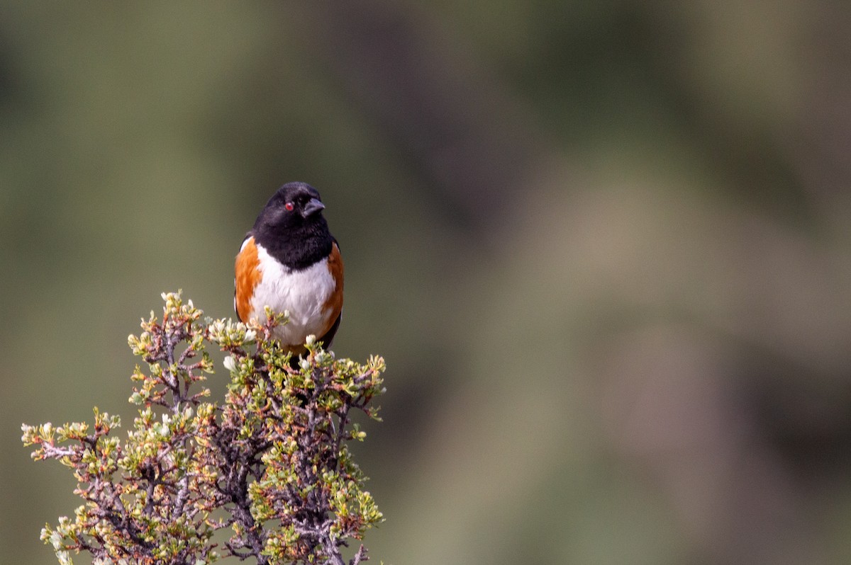 Spotted Towhee (maculatus Group) - ML561478601