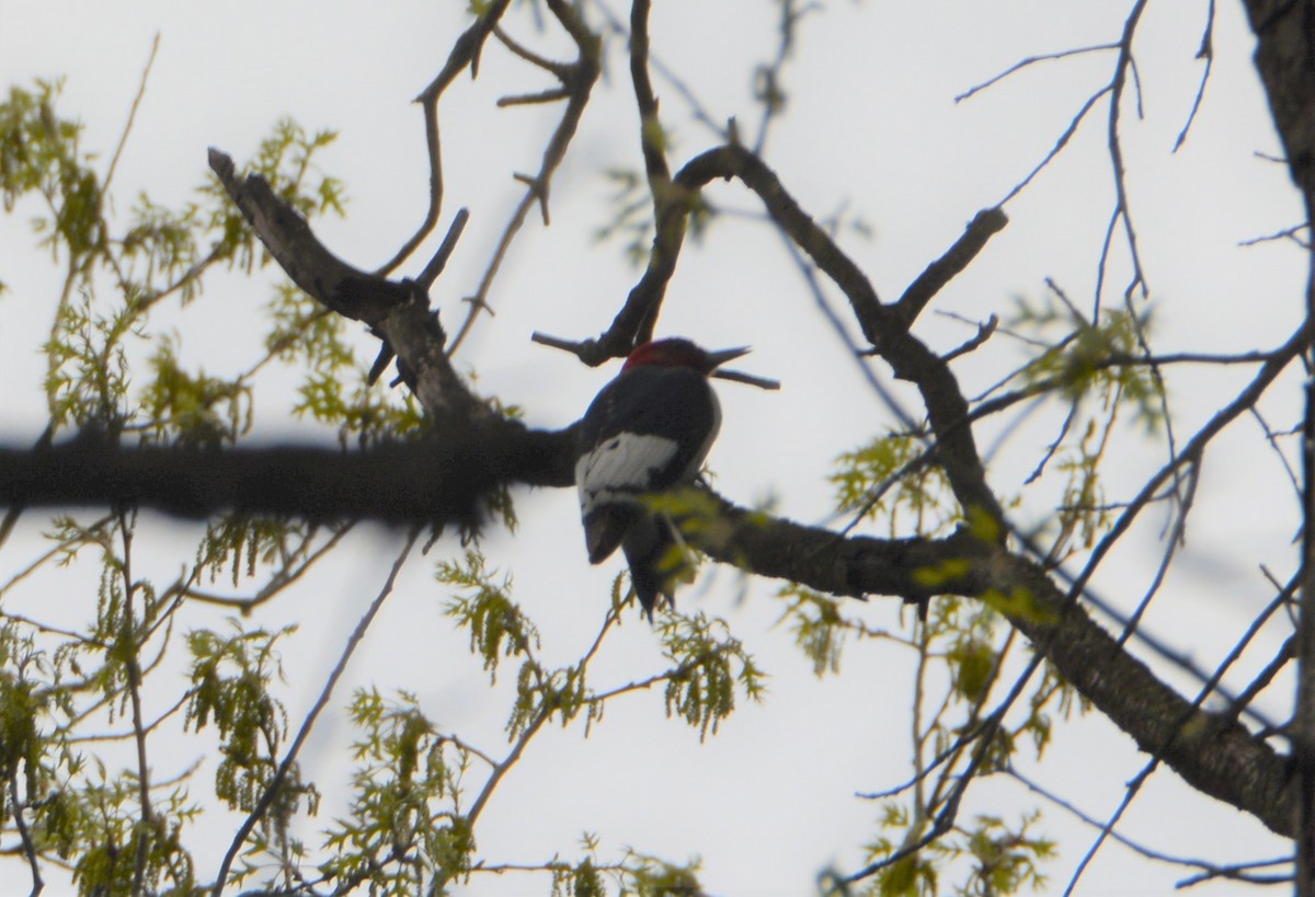 Red-headed Woodpecker - ML561482661