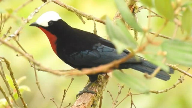 White-capped Tanager - ML561483771