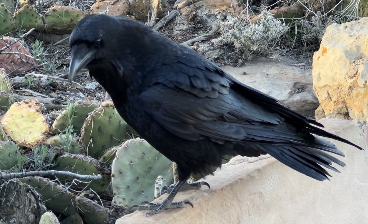 Common Raven - ML561484421