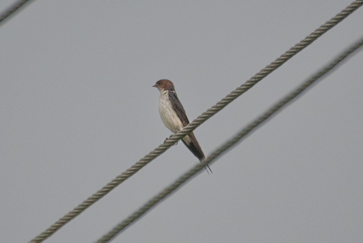 Red-rumped Swallow - ML561486391