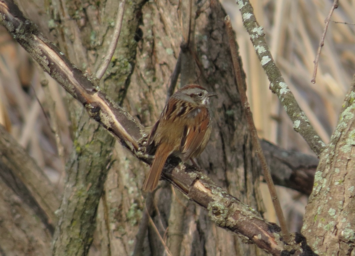 Swamp Sparrow - ML561488281