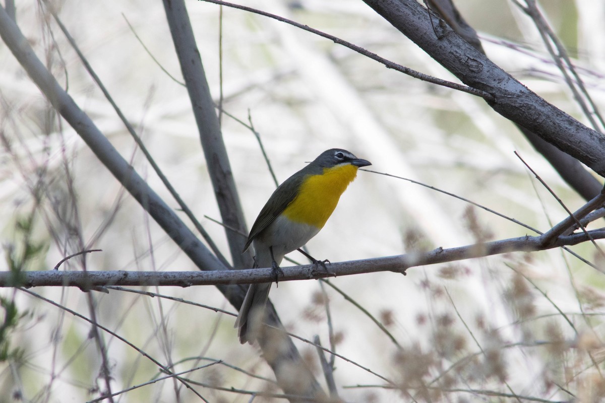 Yellow-breasted Chat - ML561490071
